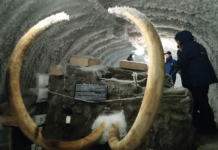 “Примерьте пуховик полярника”. В Югру приехала арктическая выставка РГО