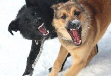 Очередное уголовое дело по факту нападения бродячих собак в Нижневартовске на контроле СК