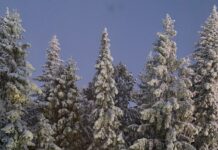 Ловушка прогрева: в Нижневартовске автозапуск посадил рыбаков на мороз в –37°С