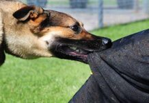 Прокуратура Нижневартовска начала проверку после сообщений о нападении бездомных собак на ребенка